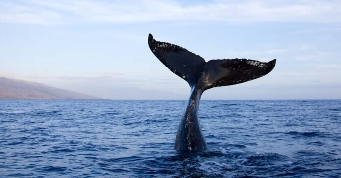 Bitcoin Whales Were Active on Coinbase Amidst a Quiet Holiday Week Bitcoin Whales Were Active on Coinbase Amidst a Quiet Holiday Week
