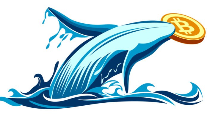 Bitcoin Whales Wreck Bears, This Is What Happened Last Time They Were Active Bitcoin Whales Wreck Bears, This Is What Happened Last Time They Were Active